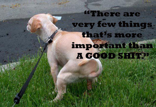 Dog Lover Quotes