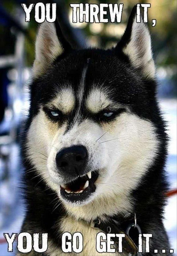 dog quotes funny dog quotes funny
