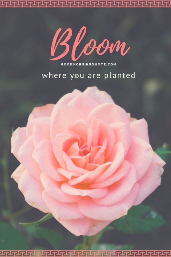 Blooming Spring Quotes