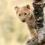 lion cub behind a branch