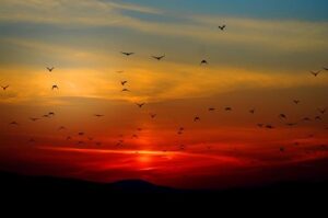 birds flying during sunset