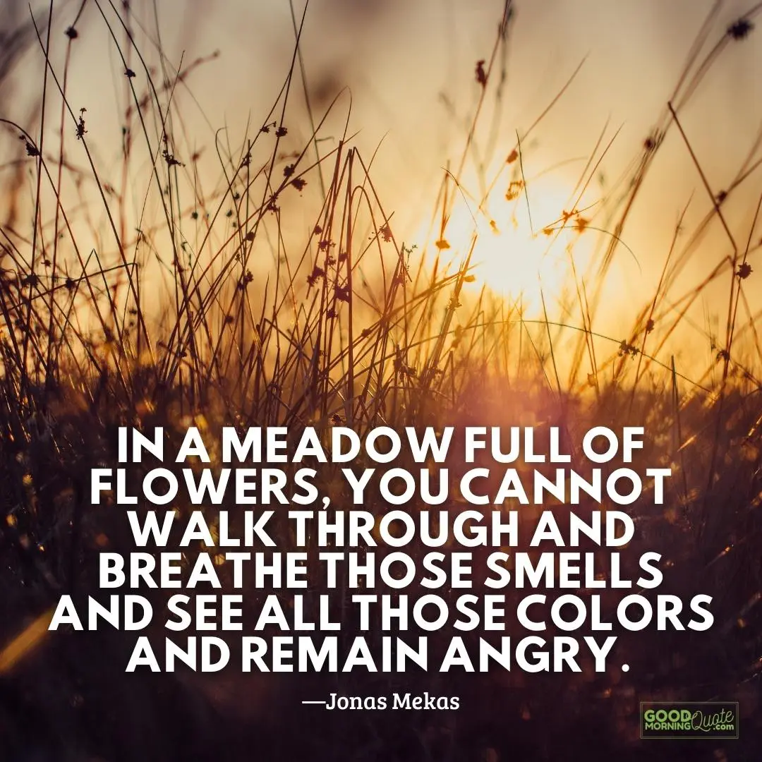 in a meadow full of flowers anger quote