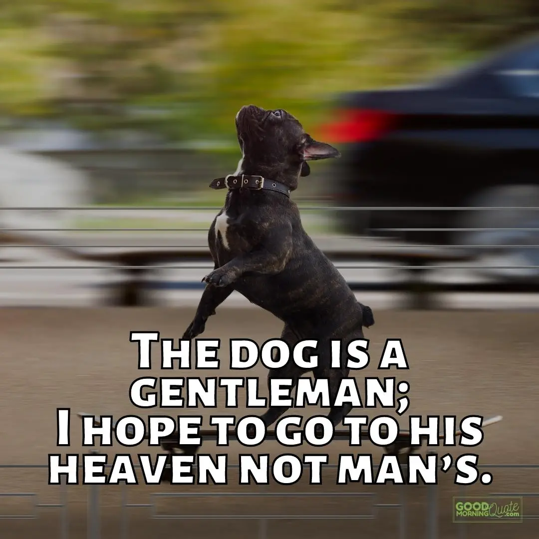 dog is a gentleman funny dog quote