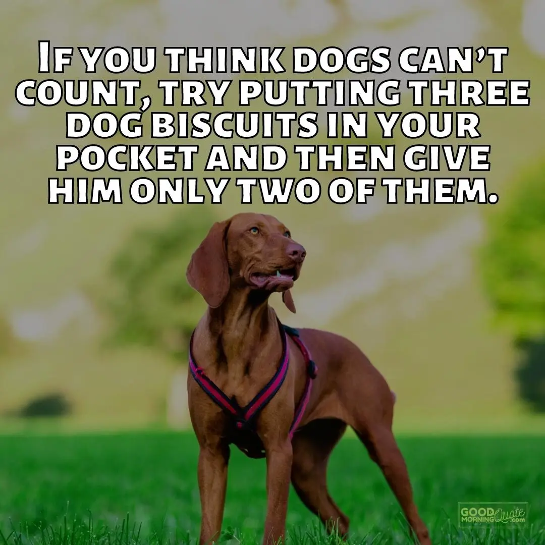 dogs can't count funny dog quote