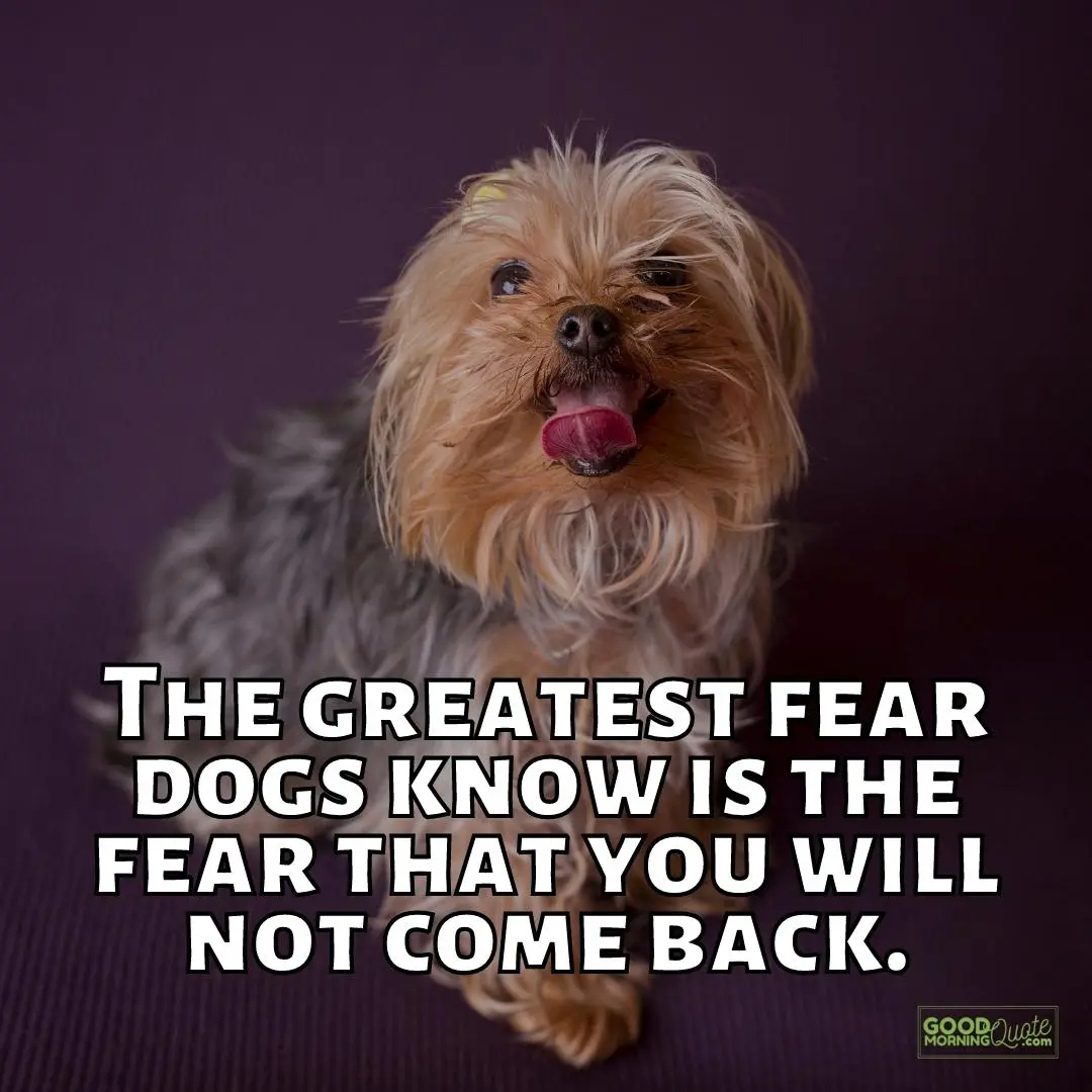 fear that you will not come back funny dog quote