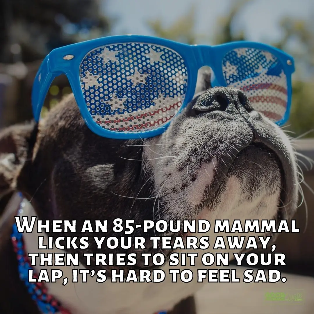 it's hard to feel sad funny dog quote