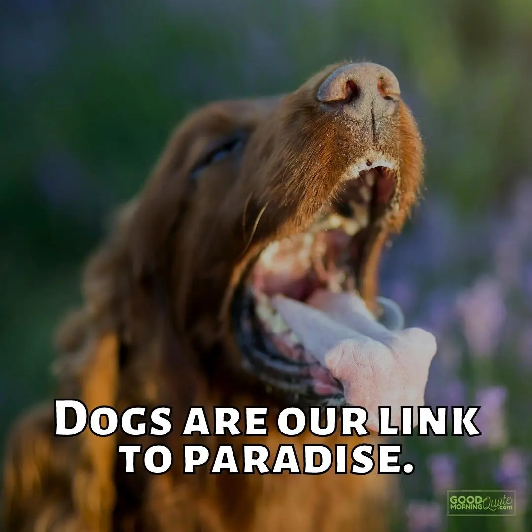 link to paradise funny dog quote