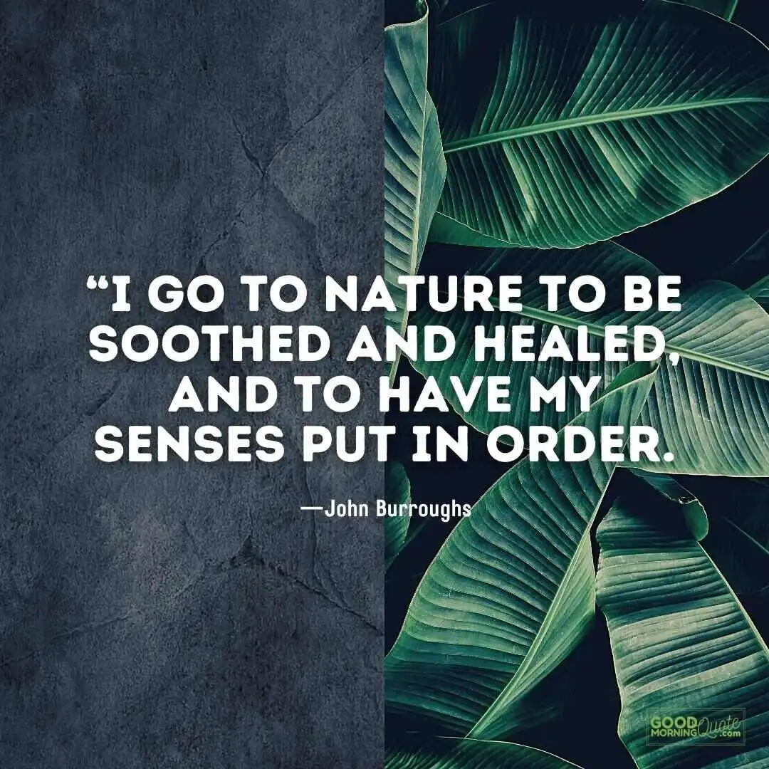go to nature to be soothed and healed - nature quote