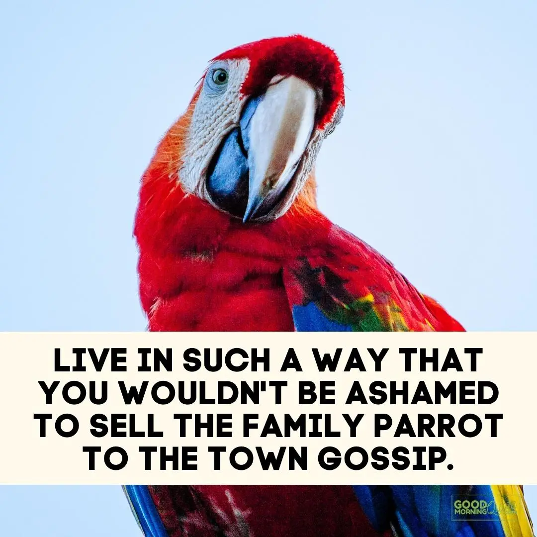 wouldn't be ashamed to sell the family parrot to the town gossip funny wisdom quote