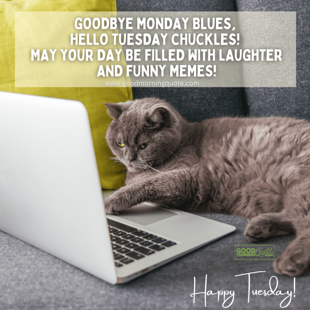 A cat in a computer with a Happy Tuesday message that says: Goodbye Monday blues, hello Tuesday chuckles!